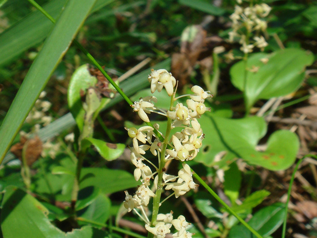 Майник широколистный - Maianthemum dilatatum