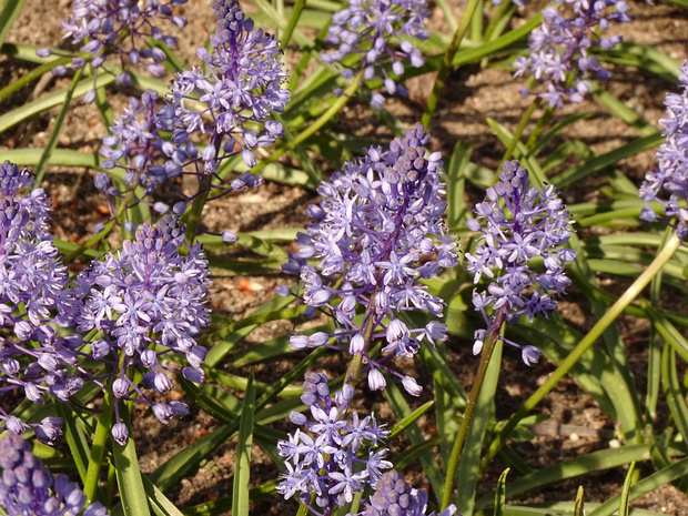 Пролеска Литардье - Scilla litardierei