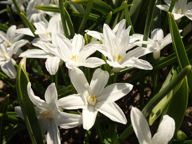 Пролеска Люцилии белая форма - Chionodoxa lucilia f. alba