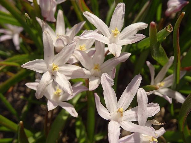 Пролеска Люцилии розовая форма - Chionodoxa lucilia f. rosea