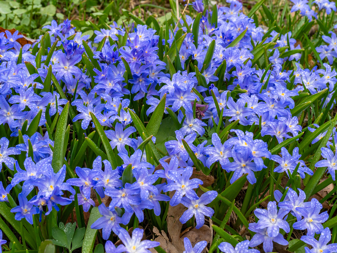 tallinn-botanical-garden-13