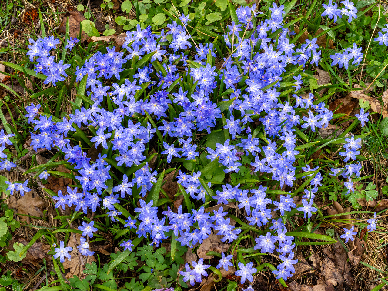 tallinn-botanical-garden-9