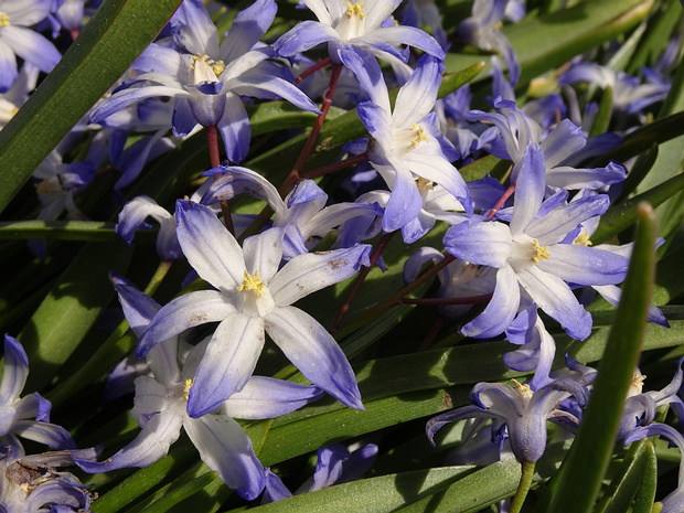 Пролеска Форбса - Scilla forbesii