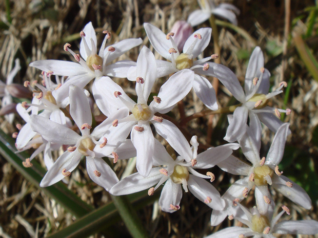 Пролеска двулистная розовая форма - Scilla bifolia f. rosea