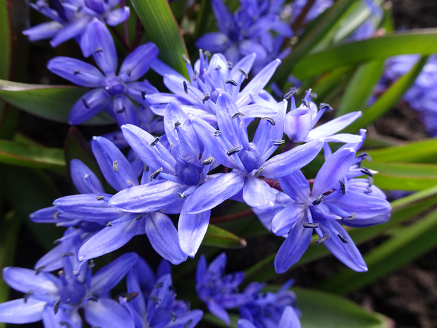 Пролеска двулистная - Scilla bifolia