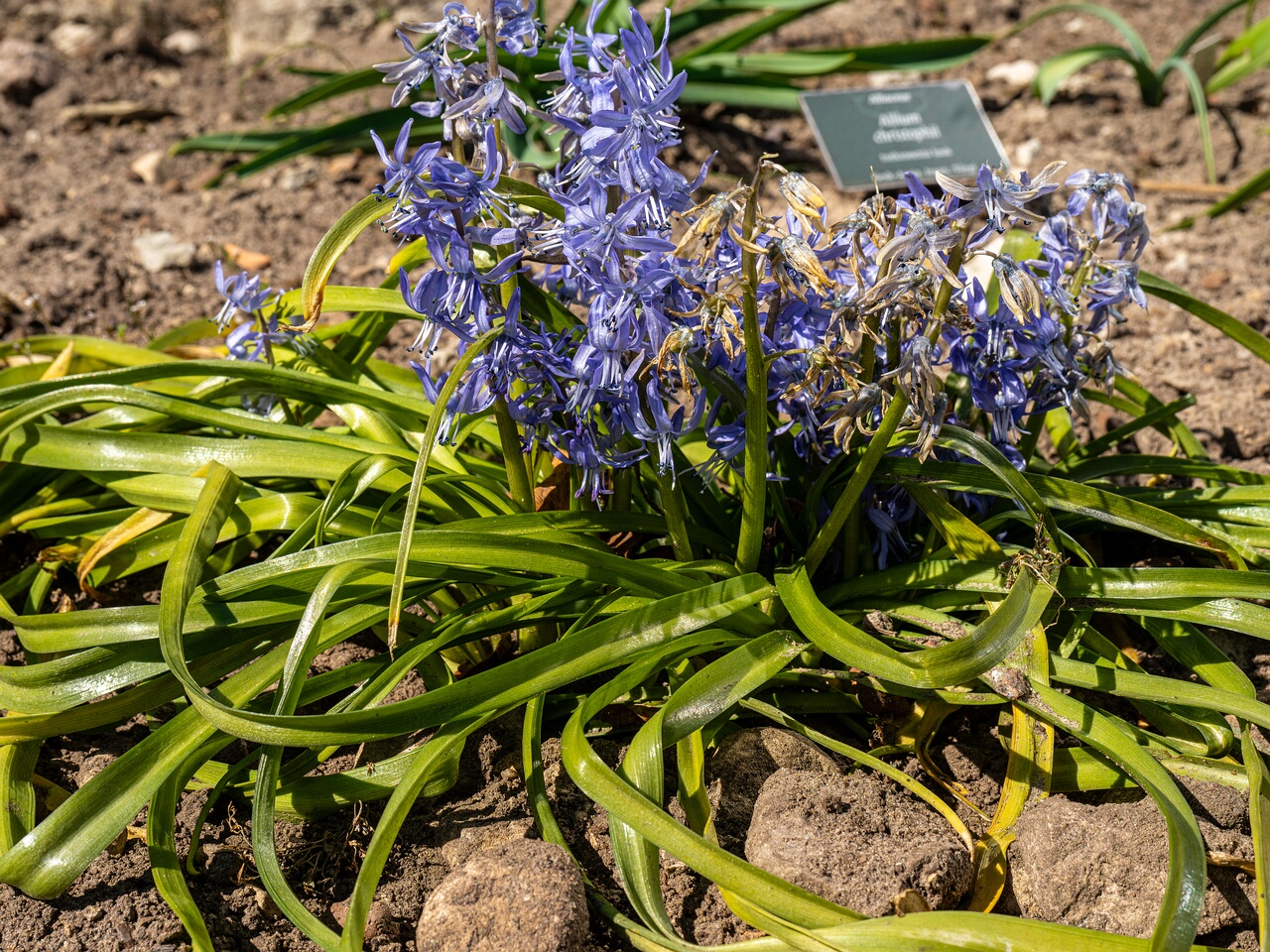 Scilla peruviana _2026-04-18_1-21
