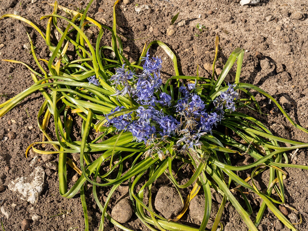 Scilla peruviana _2026-04-18_1-22