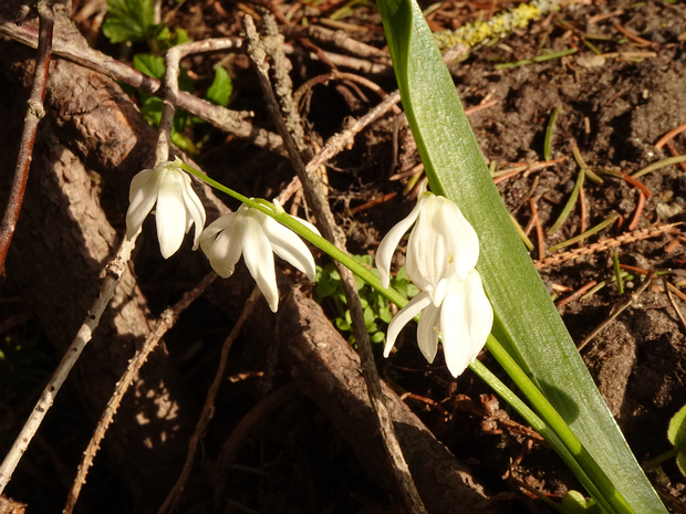 Пролеска сибирская белая форма - Scilla siberica f. alba