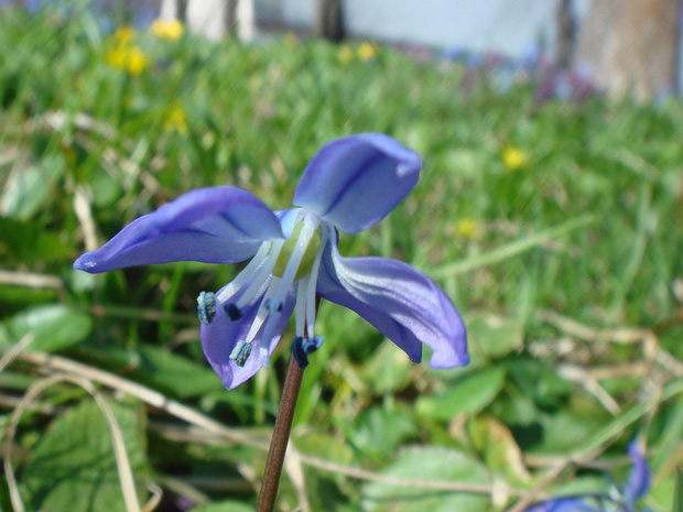 Пролеска сибирская - Scilla siberica