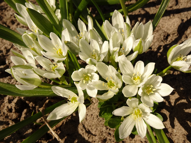 Птицемлечник Баланзы - Ornithogalum balansae