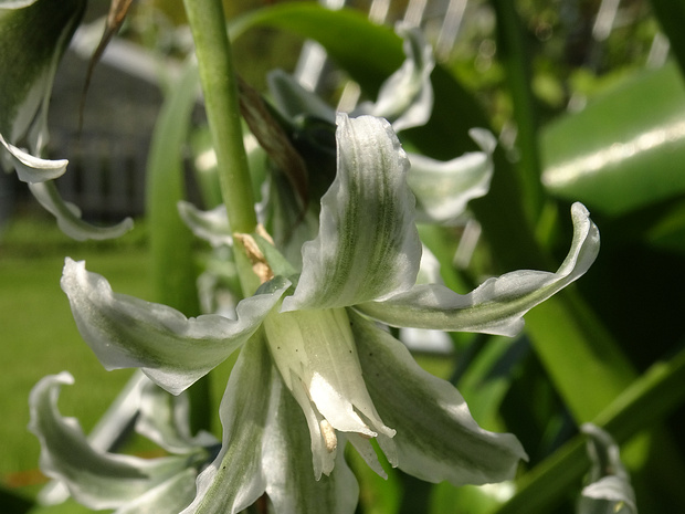 Птицемлечник Буше - Ornithogalum boucheanum