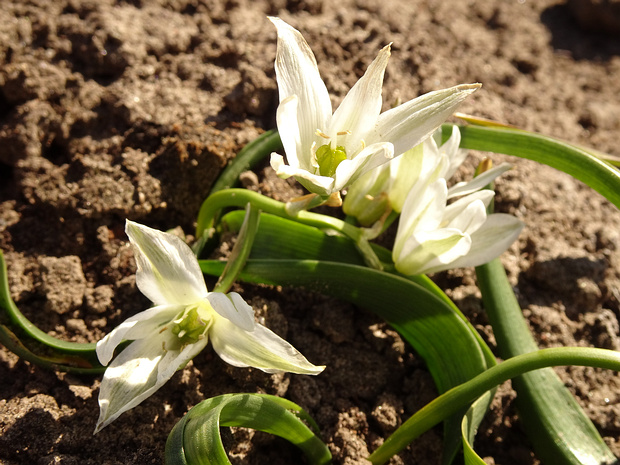 Птицемлечник Видемана - Ornithogalum wiedemannii