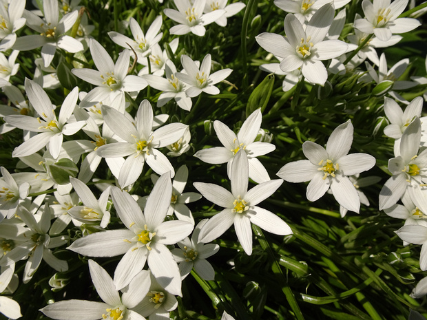 Птицемлечник Воронова - Ornithogalum woronowii