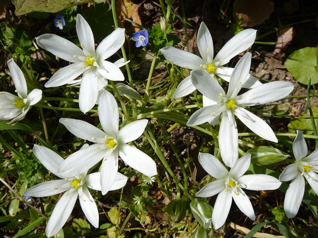 Птицемлечник Коха - Ornithogalum kochii