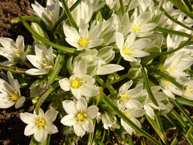 Птицемлечник Синтениса - Ornithogalum sintenisii