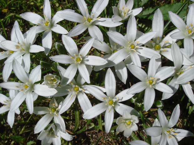 Птицемлечник бахромчатый - Ornithogalum fimbriatum