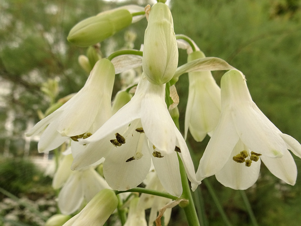 Птицемлечник беловатый - Ornithogalum candicans