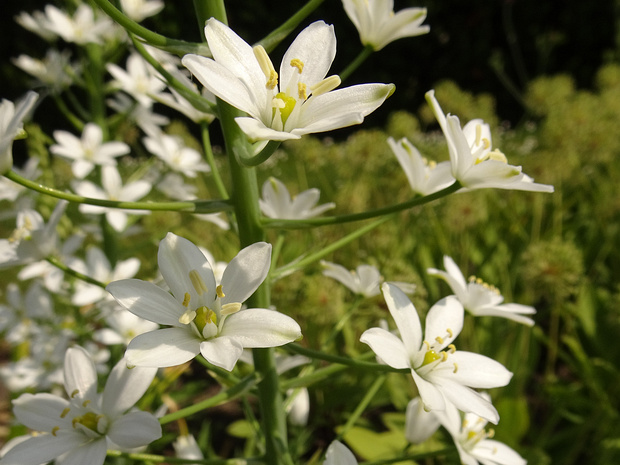 Птицемлечник дуговидный - Ornithogalum arcuatum