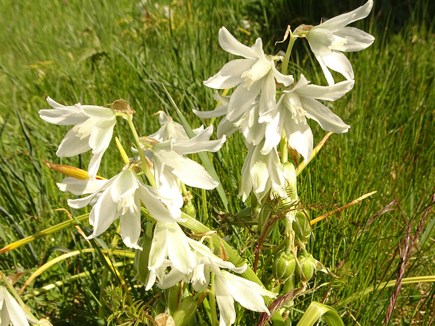 Птицемлечник поникший - Ornithogalum nutans