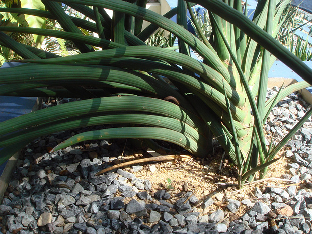 Сансевиерия 'стопа лоита' - Sansevieria 'foot of loita'