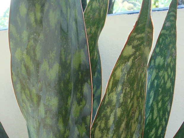 Сансевиерия гвинейская - Sansevieria guineensis