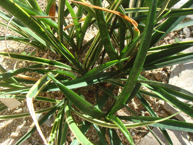 Сансевиерия павва-маргината - Sansevieria pavva marginata