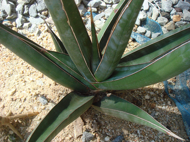 Сансевиерия пингуйквила - Sansevieria pinguicula