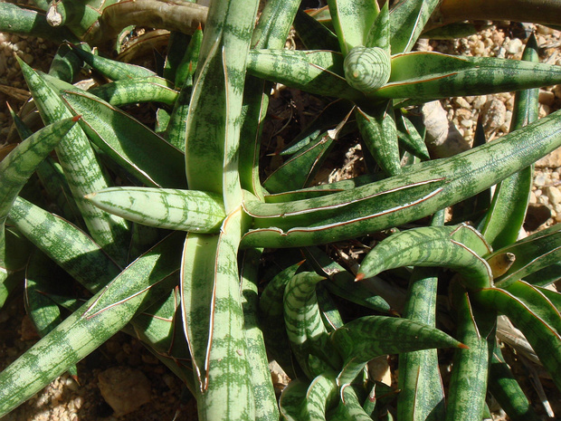 Сансевиерия пустынная - Sansevieria desertii