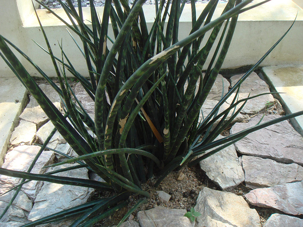 Сансевиерия стиллетте - Sansevieria stellette