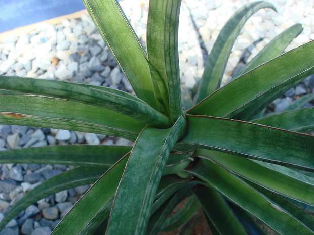 Сансевиерия тейфасциата - Sansevieria teifasciata