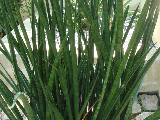 Сансевиерия угараа - Sansevieria ugaraa