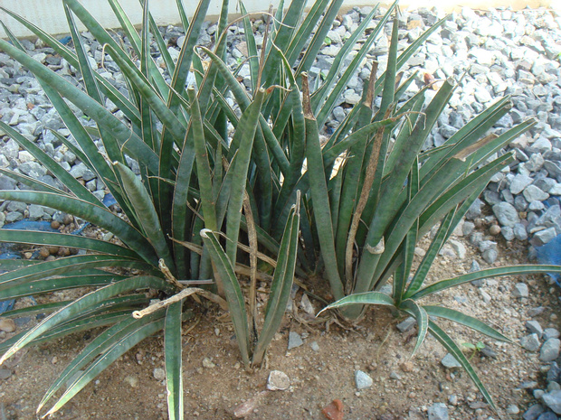 Сансевиерия цилиндрическая - Sansevieria cylindrica