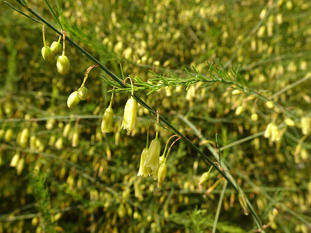 Спаржа лекарственная - Asparagus officinalis