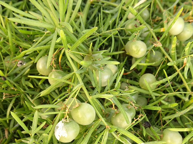 Спаржа эфиопская - Asparagus aethiopicus