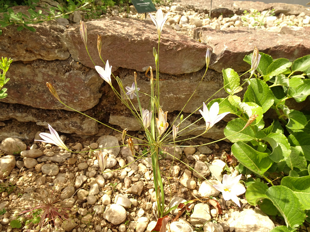 Трителейя длинноцветоножковая - Triteleia peduncularis