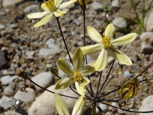 Трителейя иксиевидная - Triteleia ixioides