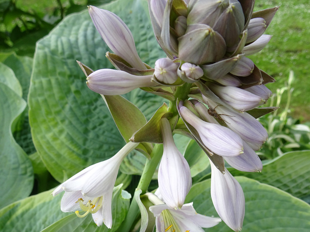 Хоста Зибольда 'Франческа Вилльямс' - Hosta sieboldiana 'Frances Williams'