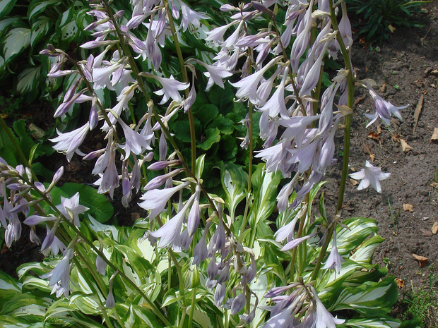 Хоста белоокаймлённая - Hosta albomarginata