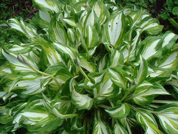 Хоста волнистая - Hosta undulata