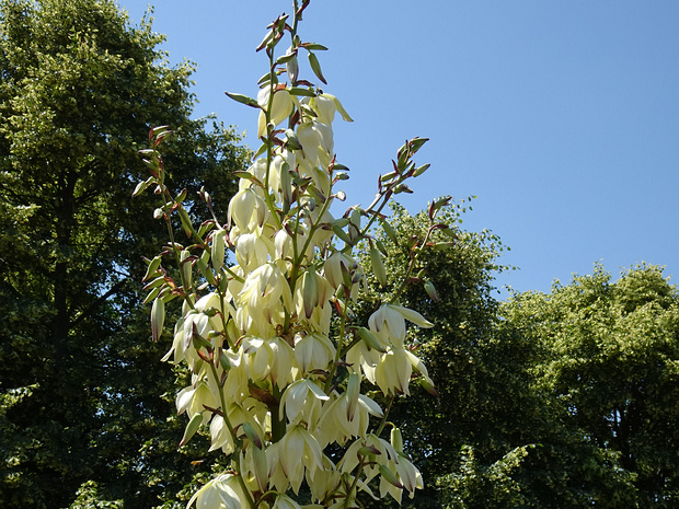 Юкка славная - Yucca gloriosa