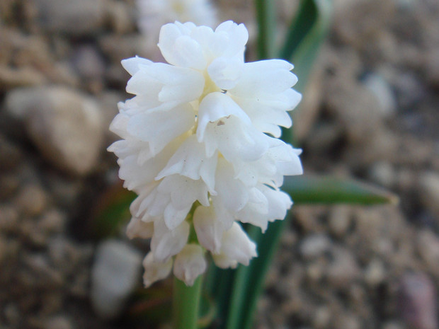 Гадючий лук ажурный белая форма - Muscari azureum f. alba