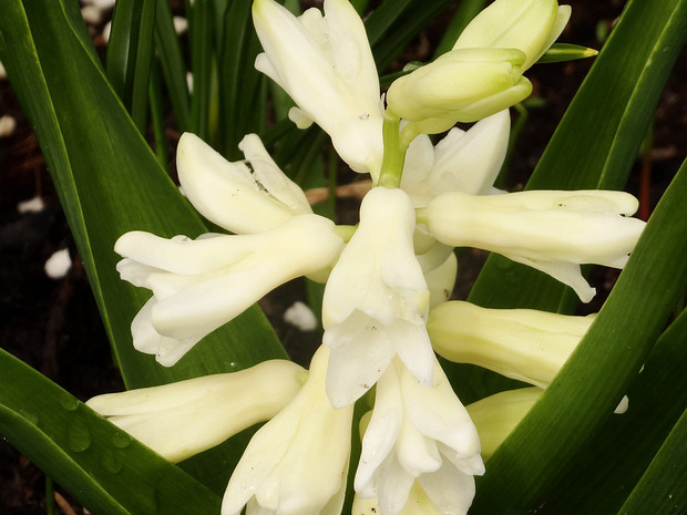 Гиацинт восточный белая форма - Hyacinthus orientalis f. alba