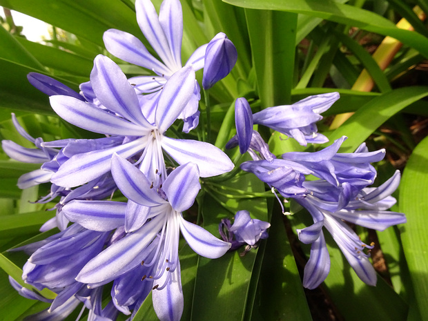 Агапантовые - Agapanthaceae Agapanthoideae is a subfamily of monocot flowering plants in the family Amaryllidaceae, order Asparagales. It is one of...