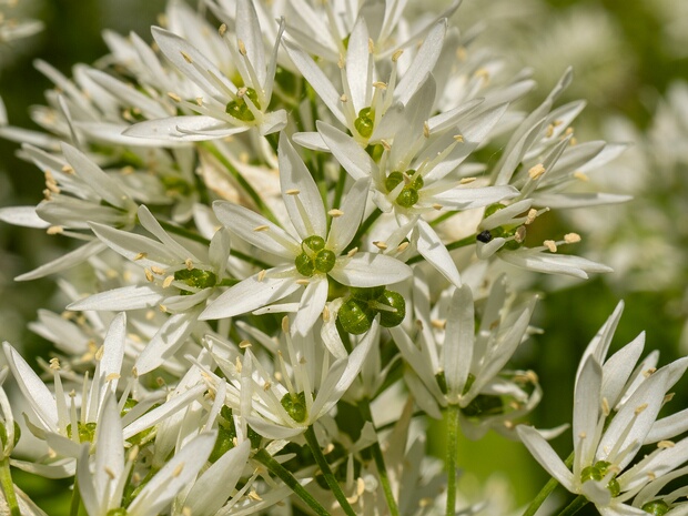 Амариллисовые - Amaryllidaceae Amaryllidoideae (Amaryllidaceae s.s., amaryllids) is a subfamily of monocot flowering plants in the family...