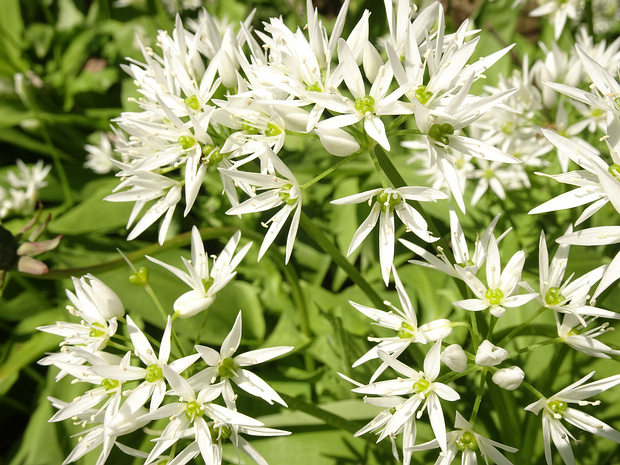 Амариллисовые - Amaryllidaceae Amaryllidoideae (Amaryllidaceae s.s., amaryllids) is a subfamily of monocot flowering plants in the family...