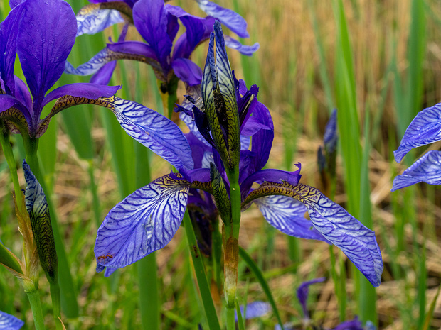 Касатиковые - Iridaceae Iridaceae is a family of plants in order Asparagales, taking its name from the irises, meaning rainbow, referring to its...
