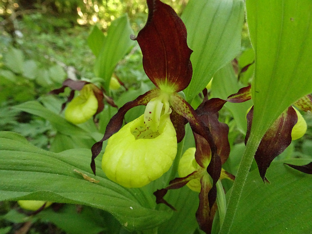 Орхидные - Orchidaceae The Orchidaceae are a diverse and widespread family of flowering plants, with blooms that are often colourful and...