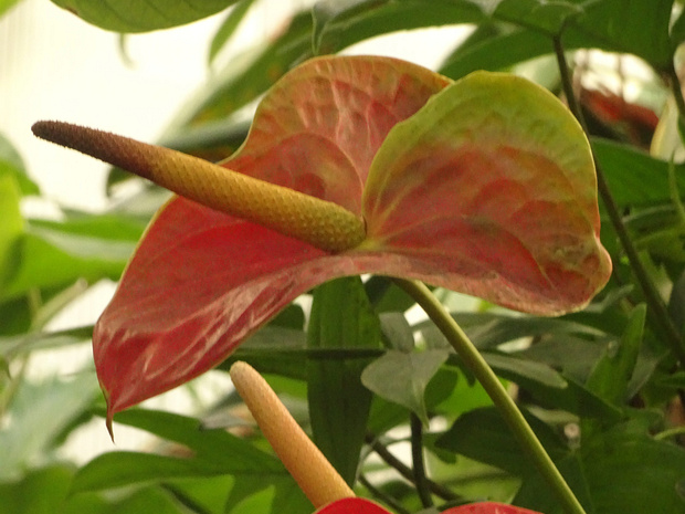 Антуриум Андре - Anthurium andreanum