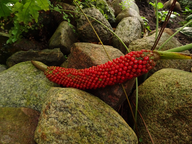 Антуриум перекрестножилковый - Anthurium crassinervium