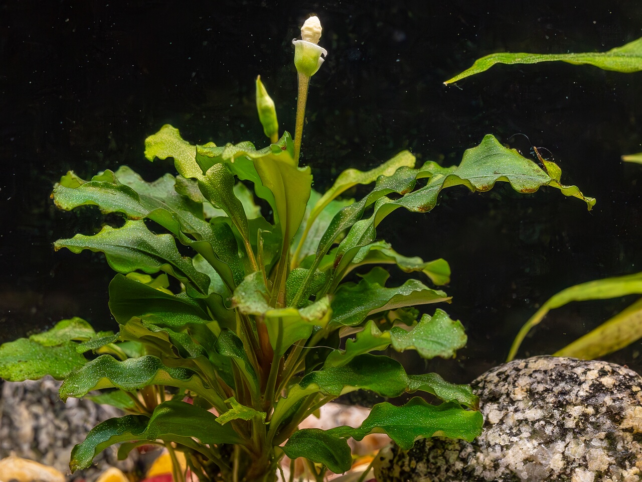 !Bucephalandra pygmaea 'Bukit Kelam' _2025-11-23_1-10
